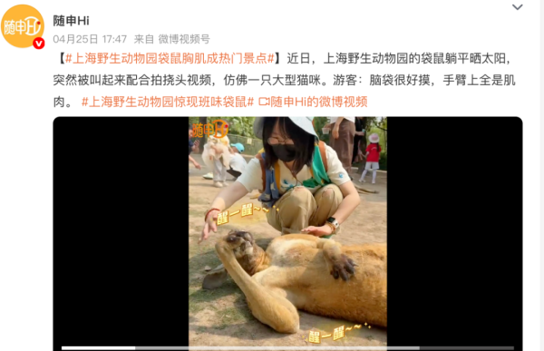 涵乔财富 &ldquo;班味&rdquo;袋鼠任人抚摸？评论区网友喊停，曾有人被打！